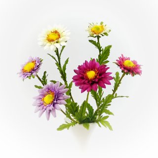 Aster - Blüte