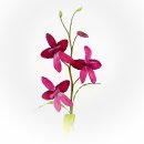 Orchidee "Cymbidium"