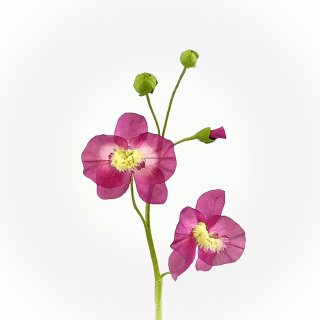 Orchidee "Phalaenopsis" klein