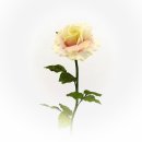 Rose - Blüte