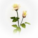 Rose - Blüte mit Knospe