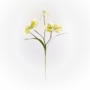 Orchidee &quot;Dendrobium&quot;