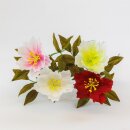Christrose gefüllt, groß