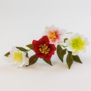 Christrose gefüllt, klein