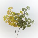 Ginko