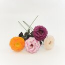 Kleine Englische Rose