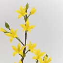 Forsythienzweig, klein
