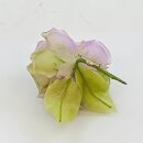 Ansteckrose, flieder-lind