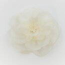 Ansteckrose, creme-weiß