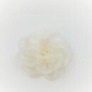 Ansteckrose, creme-weiß