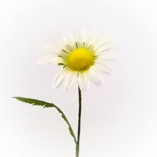 Margeriten Blüte