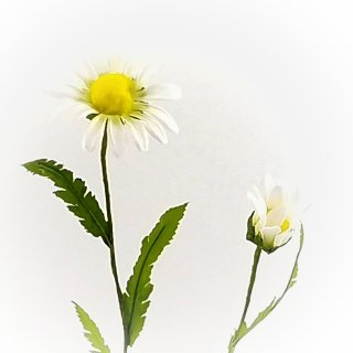 Margeriten Blüte mit Knospe